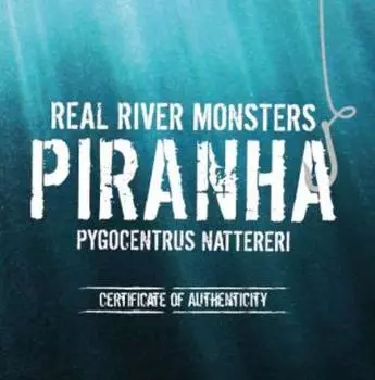 Niue Island "Piranha" Real River Monsters 1 Oz Silver 2013 Silber PP