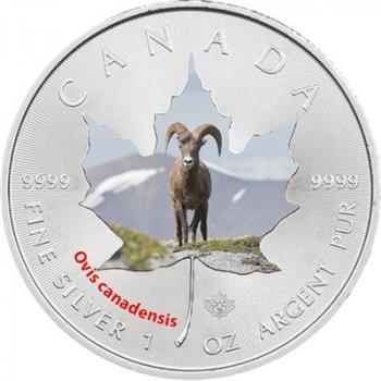Preview: Kanada Wildlife I. Maple Leaf - Dickhornschaf - 1 Oz (8.)
